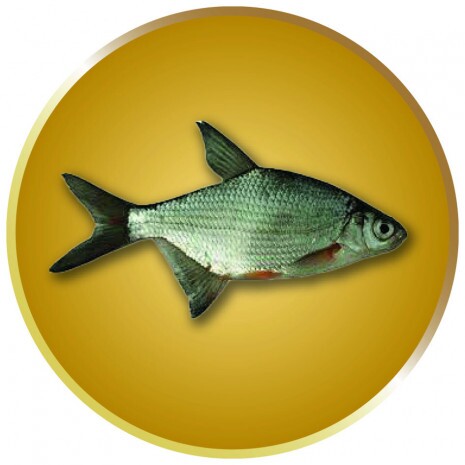 Keszeg érembetét 25 mm