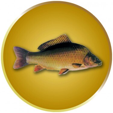 Karpfen Emblem silber 25 mm